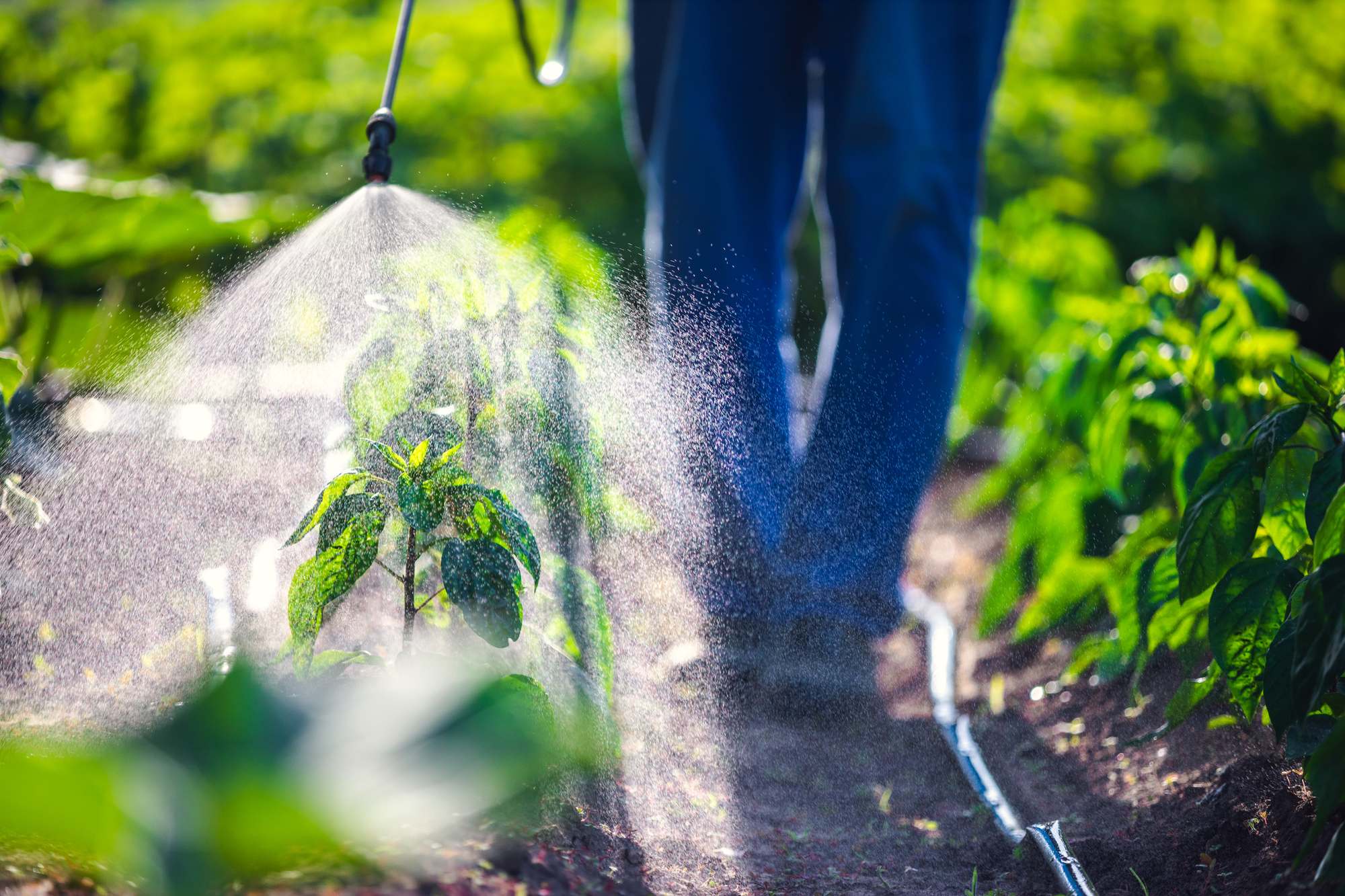 Person spraying herbicides regarding information on the ingredients in ROundup