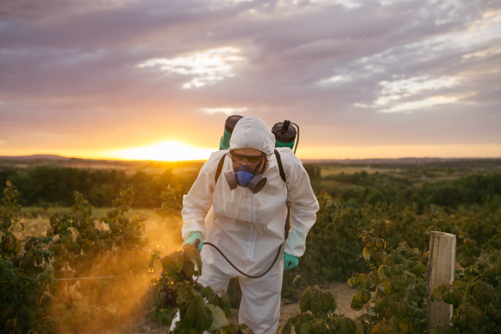 Man spraying Roundup regarding information on whether it's safe