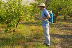 A person spraying glyphosate in roundup on plants regarding information on cancer claims