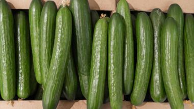 Close up of cucumbers, representing the cucumber recall.