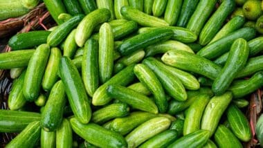 Close up of cucumbers, representing cucumber recalls.